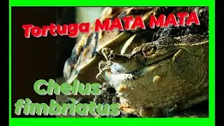 Tortuga MATA MATA #Chelus Fimbriata#GUÍA de CUIDADOS!!