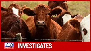 A cow shocked at beef-packing company