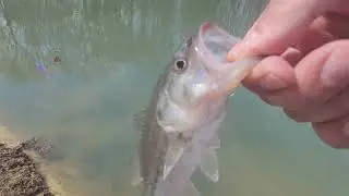 Spinnerbait and Beetlespin Fishing!! @FourSevenLures