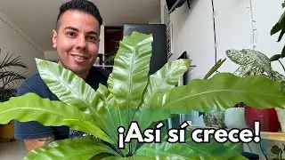 HELECHO NIDO DE AVE 🌿 La planta perfecta para interiores (cuidados fáciles)