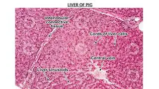 VETERINARY ANATOMY QUESTIONS AND ANSWERS - PART 8