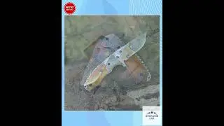 Reckoner Damascus Pocket Knife with Charred Bone Handle
