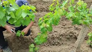 2022 05 24 Plivit tulpina viței-de-vie - Cazul 2