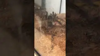 Theraphosa blondi #tarantula #tarantulakeeper #tarantulasoftheworld #tarantulasofinstagram #arachnid