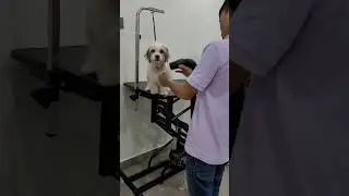 HAIR DRYER #cuteanimal #pets #bollydog #pupyy #cute #wishkey #viral