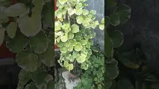 Geranium Aralia | A species of Aralia | Polyscias Guilfoylei