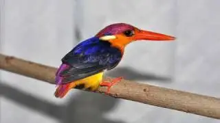 Rehab & Release of Black-backed Kingfisher (King, B2)