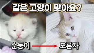 순둥이 → 도른자 진화 완료🔥밤이 100일의 기록! 아니 왜 더 미쳐가…?🤨 #고양이 #고양이영상 #길냥이구조 #cat #kitten #밤이 #양갱이 #밤양갱 #도른자 #아기고양이
