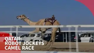 Robot jockeys saddle up for Qatar camel race