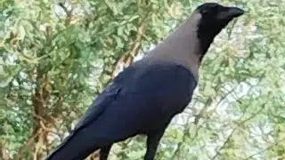 Mini blog  of very beautiful crow 🐦&zwj;⬛🐦&zwj;⬛⛈️🌧️#viralvideo #tranding #videos # Lalita yadav 9090#vlog