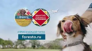 Ошейник для кошек BAYER Foresto от клещей и блох, защита 8 в Бетховен  ПР0022972