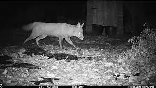 cautious fox