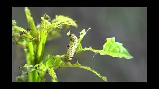 Viburnum leaf beetle 2024