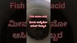 Fish amino acid fertilizer for organic farming #fertilizer #organic #naturalfarming #farming