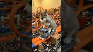 This Husky Puppy Became a Hot Wheels Driver 🐶🚐 #huskypuppy  #cutedog  #hotwheels
