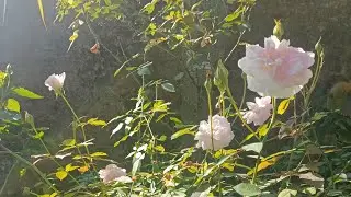 Rose|| Light Pink Rose || Desi Rose ||🌹 #bts #garden