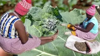 Effects of Aphids and their control in Kales. Kericho-Kenya