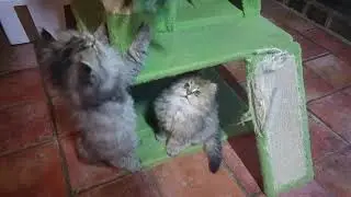 Bella and Bungo