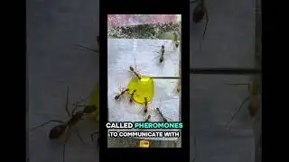 Incredible teamwork of ants. Amazing strength of ants #animals #ants #shorts