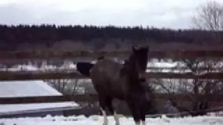 Curly horses Adonis+Delta-2.mov