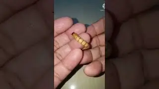 Superworm..as clean as a whistle..you can eat them if you're an Alien👽🤣 #shorts