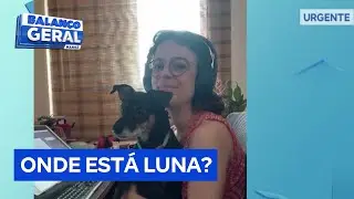 Tutora deixa cachorra em hotelzinho para viajar no Ano Novo e ela foge durante queima de fogos