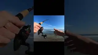 Catching a calico bass using a drop shot rig