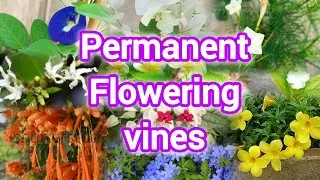 Flowering vines | Summer Flowering vines| Permanent flowering plants 