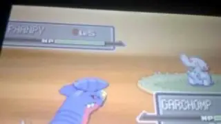 Shiny Phanpy using Pokerader