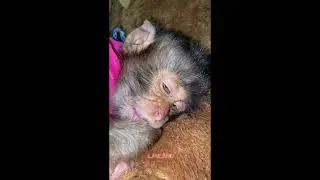Baby monkey falling asleep