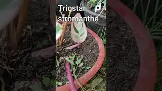 How to Grow and Care for Triostar Stromanthe || #shrots