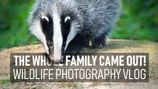 Photographing BADGERS | Finally got the whole family in sunlight!