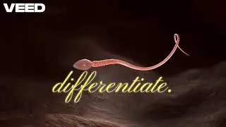 Spermatogenesis.