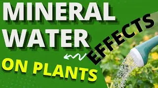 Mineral Water Effects On Plants #AllAboutWaterFilters