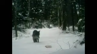 STC 0002 wolf or coyote at fox lake 2024 winter