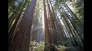 HENRY COWELL - Aeolian Harp / Exultation / The Tides of Manaunaun - MARIO TOTARO (With score)