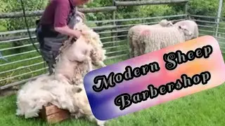 Sheep shearing in a modern and attractive way 👌😎