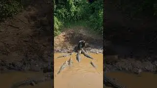 Gorila angry with crocodile in river. #animallife #wildlife #animals #gorilla #crocodile