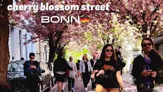 Bonn,Germany🇩🇪-Cherry blossom street-April2022