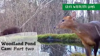 Woodland Pond Cam: Part two