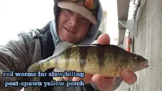 slow biting post spawn yellow perch using red worms. fishing the Mississippi River
