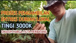 Proses Pengambilan Entres Durian Lokal Tingi 3000k Dikasih Harga 1 Juta Perbatang