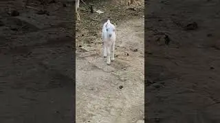 Check Quality | Baby Teddy BakrA #viral #desi #cute #love #bakra#farming #eid #qurbani