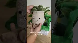 Sydney Same Day Plant Gifts at Cheeky Plant Co