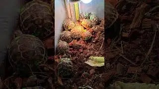 Checking the implant placement on my 2025 tortoises 🐢 that weigh 20-30g. www.torturama.fr