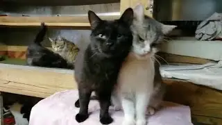 Сладкая парочка. Передержка кошек. Sweet pair.