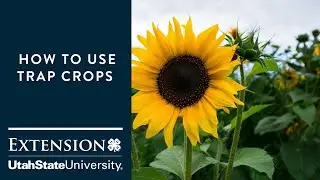 How to Use Trap Crops