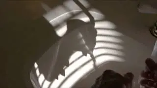 the birds of torment