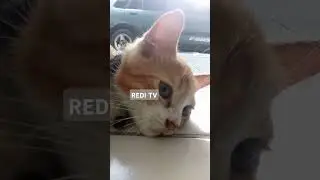 kucing manja lucu #reditv #kucinglucu #kucingimut #kucingkampunglucu