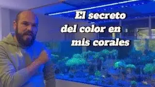 Dosificación de oligoelementos: llegando tu acuario marino al siguiente nivel